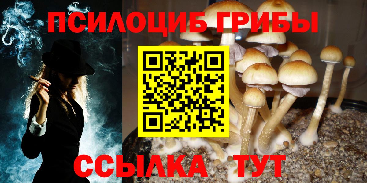 Псилоцибиновые грибы Cubensis Боровичи